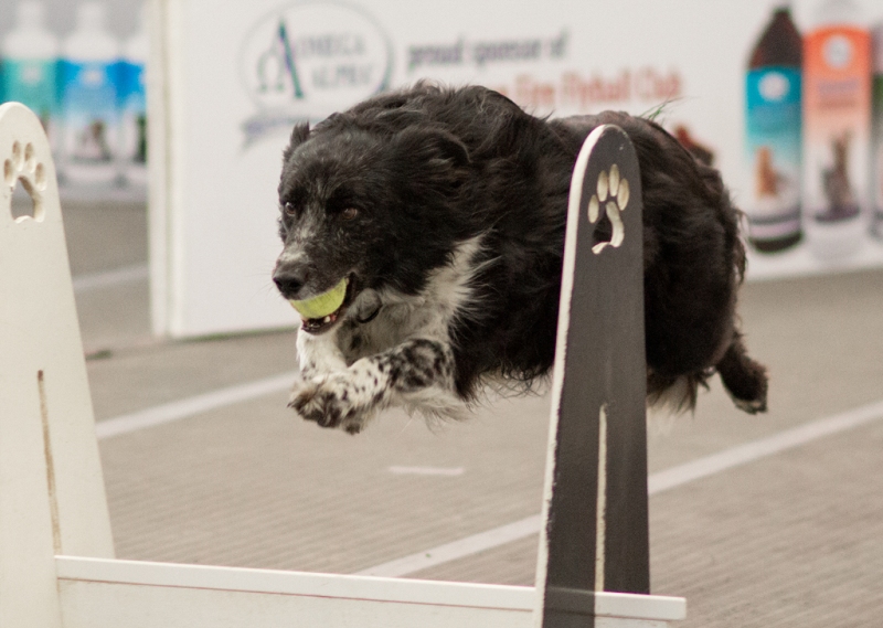 Flyball - Vibe