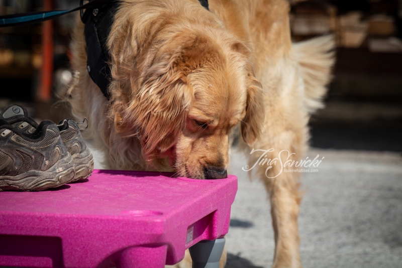SDDA Scent Detection Sam