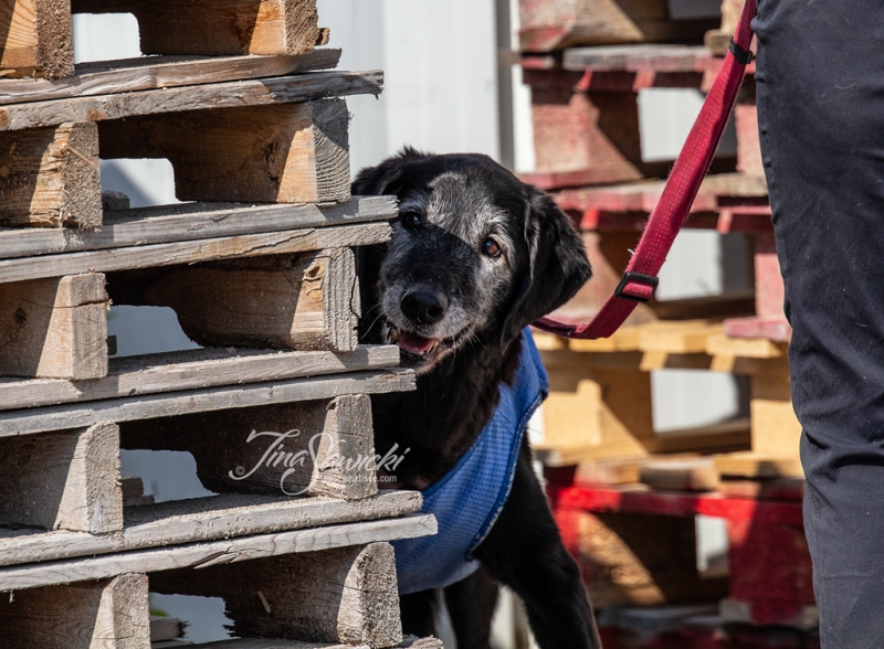 SDDA Scent Detection Roxy