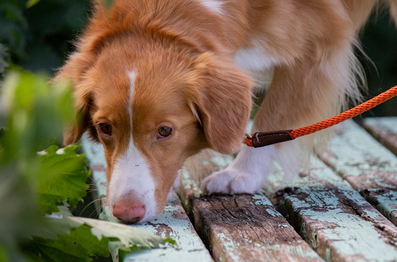 SDDA Scent Detection Tilly