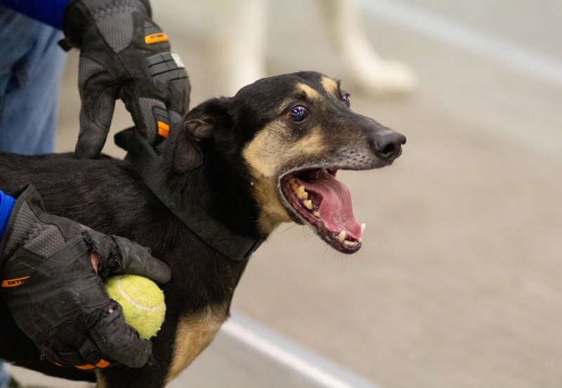 Flyball Sonic