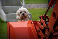 071A6904-DOG-ON-TRACTOR