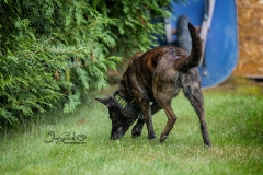 Mal Searching Backyard