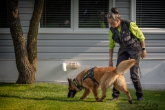 Searching Tree Roots