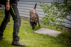 Searching Behind Garage