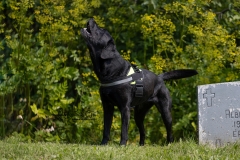 It's Here! Aaa-Wooo!