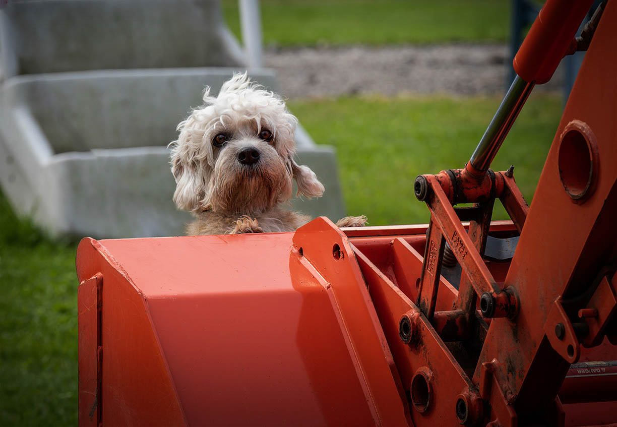 071A6904-DOG-ON-TRACTOR