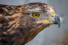Golden Eagle with Feather
