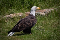 Bald Eagle on Ground