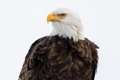 Bald Eagle in Tree Top - click for full