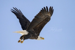 Wings Up Bald Eagle
