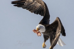 Bald Eagle with Food