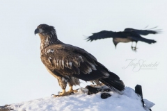 Young Bald Eagle  with Raven in Background