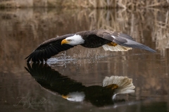 Bald Eagle Testing the Waters