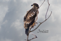 Frankford Junvenile Eagle
