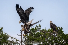 EAGLES FIGHTING