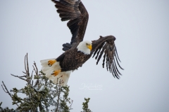 BALD EAGLE TAKE OFF