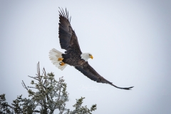 BALD EAGLE FLY OFF