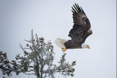 BALD EAGLE WINGS UP
