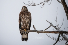 JUV BALD EAGLE STARE