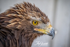 Golden Eagle Profile