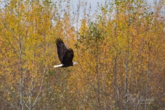 Bald Eagle in Fall