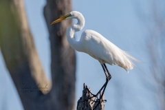 Great Egret  Posing