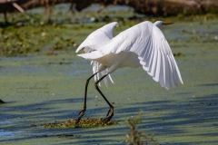 Great Egret Ready for Takeoff