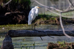 Great Egret in Marsh on Log