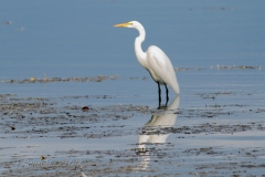 Great Egret in Belleville Waters