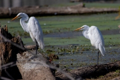Two Great Egrets