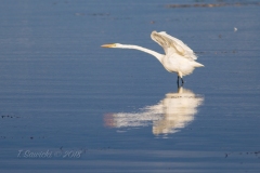 Great Egret Aeordynamics