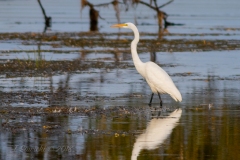 Great Egret in Belleville