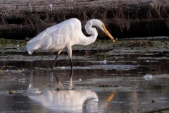 Great Egret Feeding