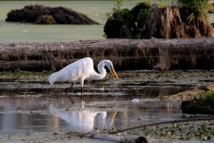 Marshy Great Egret