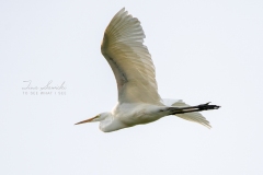 Great Egret Flying