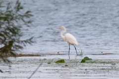 Great Egret at Presqui'le