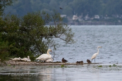 Mixed Species at Presquile