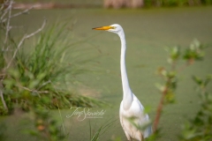Great Egret in Sunshine