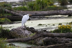 Great Egret in Marsh Resting