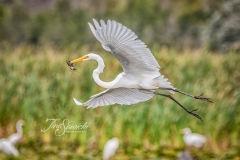 Great Egret with Fish Flying
