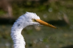 Zoomed Great Egret