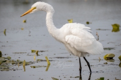 Fluffy Great Egret
