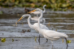 Many Great Egret