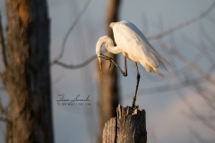 Itching Great Egret