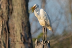 Great Egret Standing Tall