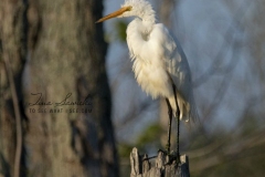 Poofy Great Egret
