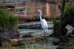 Great Egret Slaab Creek