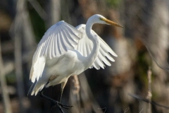 Great Egret Wings Up Posing