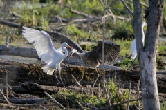 Great Egret Fighting Great Blue Heron